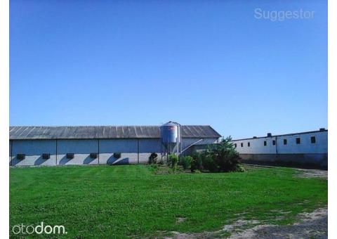 Ferma drobiu - hala 1200m2+hala 550m2+ 3,5ha